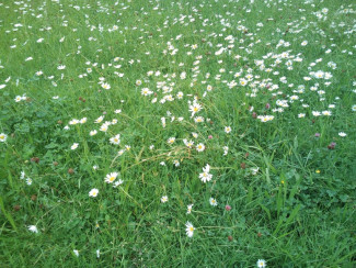 2020-06-08 Hier blüht es für Biene, Hummel und Co